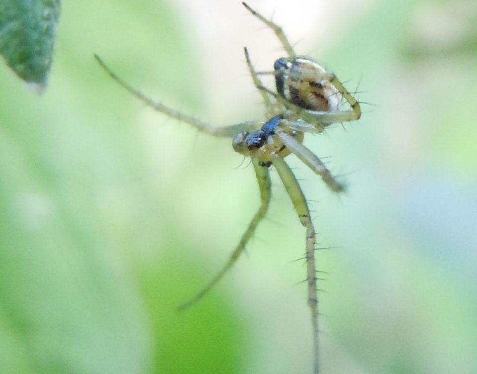 Mangora acalypha